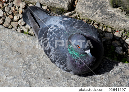 Shinsen-en Pigeon near Nijo Castle, Kyoto Shinsen-en Pigeon near Nijo Castle, Kyoto 93641297