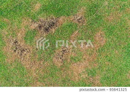 Green and yellow grass texture Brown patch is caused by the destruction of fungus Rhizoctonia Solani grass leaf change from green to dead brown in a circle lawn texture background dead dry grass. Green and yellow grass texture Brown patch is caused by the destruction of fungus Rhizoctonia Solani grass leaf change from green to dead brown in a circle lawn texture background dead dry grass. 93641325