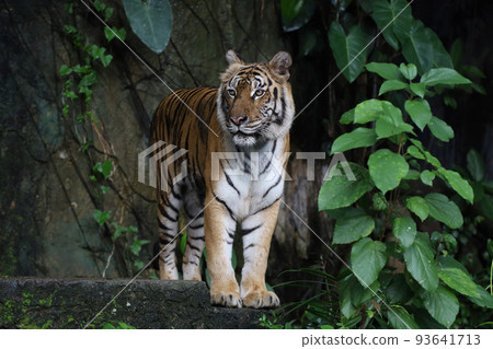 Close up Indochinese tiger is beautiful animal and dangerous in forest Close up Indochinese tiger is beautiful animal and dangerous in forest 93641713