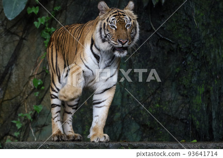 Close up Indochinese tiger is beautiful animal and dangerous in forest Close up Indochinese tiger is beautiful animal and dangerous in forest 93641714