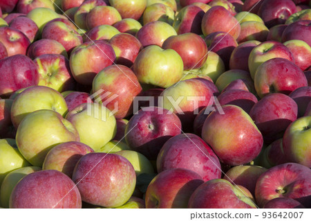 orchard harvest apple background fresh organic fruits orchard harvest apple background fresh organic fruits 93642007