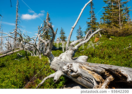 Karkonosze National Park in beautiful green colors 93642200