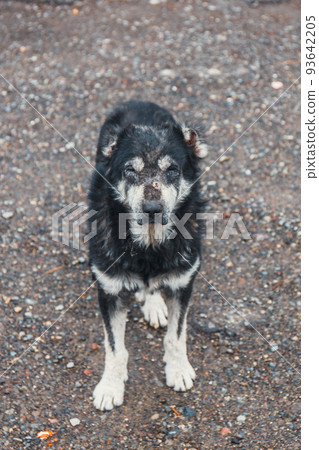 Homeless dog on the street, Georgia Homeless dog on the street, Georgia 93642205