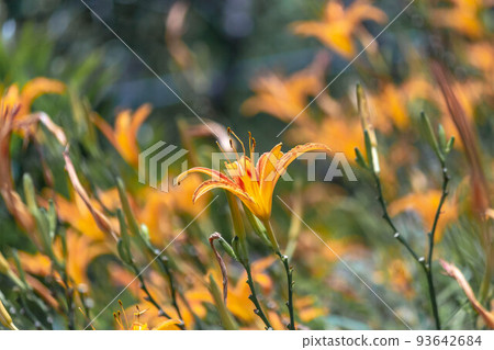 Needle flower Needle flower 93642684