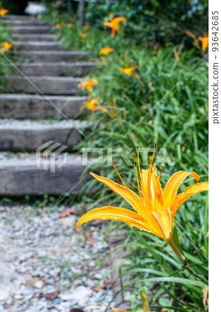 Needle flower Needle flower 93642685