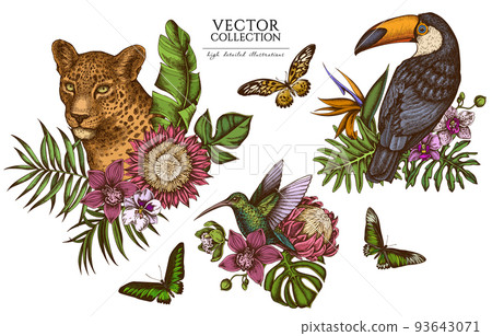 Tropical animals vintage illustrations collection. Hand drawn logo designs with leopard, hummingbird, toucan, rajah brooke's birdwing, african giant swallowtail, monstera, banana palm leaves Tropical animals vintage illustrations collection. Hand drawn logo designs with leopard, hummingbird, toucan, rajah brooke's birdwing, african giant swallowtail, monstera, banana palm leaves 93643071