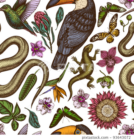 Tropical animals seamless pattern background design. Engraved style. Hand drawn snake, lizard, hummingbird, toucan, rajah brooke's birdwing, african giant swallowtail, monstera, strelitzia, protea Tropical animals seamless pattern background design. Engraved style. Hand drawn snake, lizard, hummingbird, toucan, rajah brooke's birdwing, african giant swallowtail, monstera, strelitzia, protea 93643072
