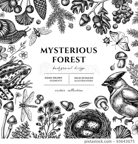 Mysterious forest hand drawn illustration design. Background with sketch waxwing, snail, nest, pool frog, moss, spruce branch, pine cones, chamomile, mushrooms, insect, porcini, red currant, oak Mysterious forest hand drawn illustration design. Background with sketch waxwing, snail, nest, pool frog, moss, spruce branch, pine cones, chamomile, mushrooms, insect, porcini, red currant, oak 93643075