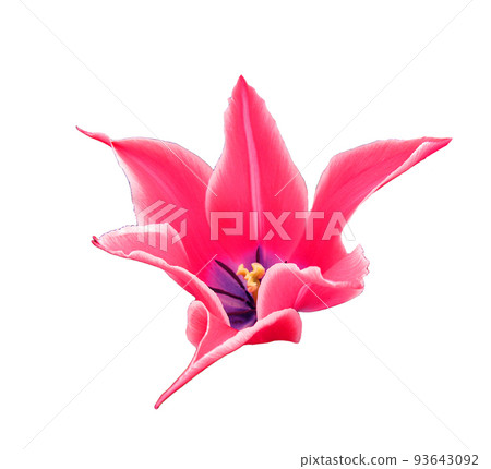 Beautiful pink white tulip flower unusual shape star isolated on white background closeup, spring flower Beautiful pink white tulip flower unusual shape star isolated on white background closeup, spring flower 93643092
