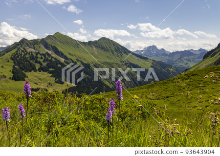 Typical alpine landscape in early summer near Damuls, Vorarlberg, Austria 93643904