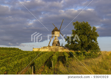 Windmill of La Tranchee and vineyard near Montsoreau, Pays de la Loire, France 93643919