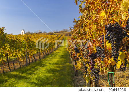 Vineyard and calvary near Hnanice, Znojmo region, Southern Moravia, Czech Republic Vineyard and calvary near Hnanice, Znojmo region, Southern Moravia, Czech Republic 93643938