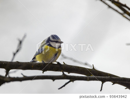 Blue tit near National park Podyji, Southern Moravia, Czech Republic Blue tit near National park Podyji, Southern Moravia, Czech Republic 93643942