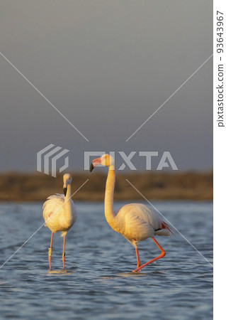 Flamingo in Parc Naturel regional de Camargue, Provence, France 93643967