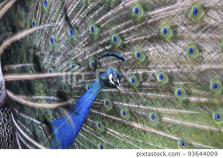 Closeup Image of a peacock dancing with its open feathers 93644009