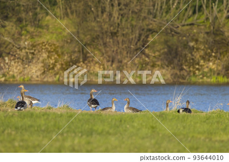 Great Goose, (Anser anser), Southern Bohemia, Czech Republic 93644010