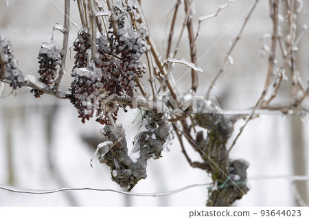 Grapes left for production of ice wine, Southern Moravia, Czech Republic 93644023