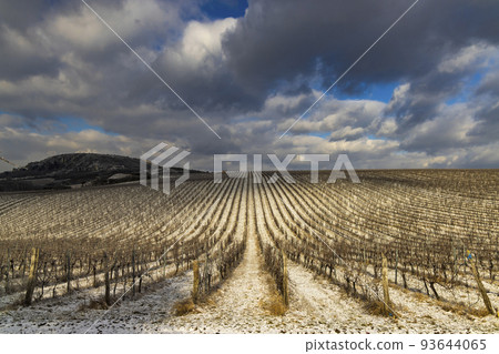 Winter vineyard near Mikulov, Palava region, Southern Moravia, Czech Republic Winter vineyard near Mikulov, Palava region, Southern Moravia, Czech Republic 93644065