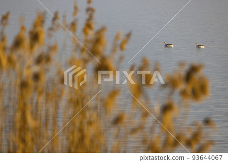 Wild goose, Lake Musov, Southern Bohemia, Czech Republic Wild goose, Lake Musov, Southern Bohemia, Czech Republic 93644067