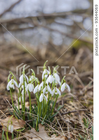 Snowdrops, Podyji, Southern Moravia, Czech Republic Snowdrops, Podyji, Southern Moravia, Czech Republic 93644069