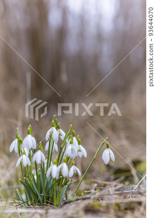 Snowdrops, Podyji, Southern Moravia, Czech Republic 93644070