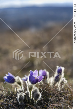 Pasque flower, National park Podyji, Southern Moravia, Czech Republic Pasque flower, National park Podyji, Southern Moravia, Czech Republic 93644161