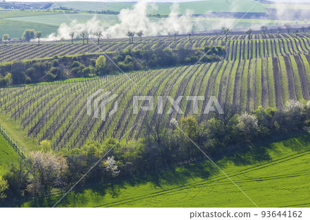 Spring vineyard near Lampelberk, Znojmo region, Southern Moravia, Czech Republic 93644162