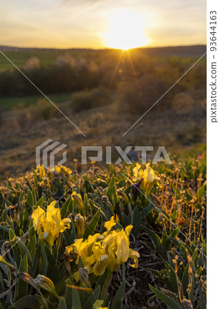 Dwarf iris in Pusty kopec u Konic near Znojmo, Southern Moravia, Czech Republic 93644163