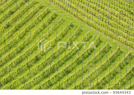 vineyard at the Austrian Slovenian border in Styria 93644343