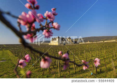 Clos de Vougeot castle, Cote de Nuits, Burgundy, France 93644409