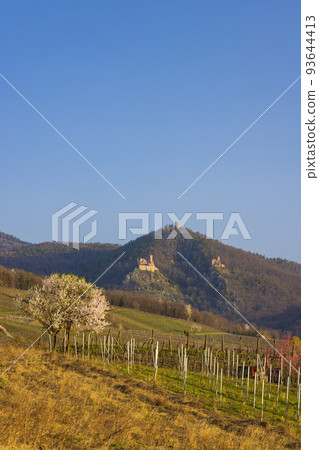 Chateau de Saint-Ulrich ruins, Chateau du Girsberg ruins and Chateau du Haut-Ribeaupierre near Ribeauville, Alsace, France Chateau de Saint-Ulrich ruins, Chateau du Girsberg ruins and Chateau du Haut-Ribeaupierre near Ribeauville, Alsace, France 93644413