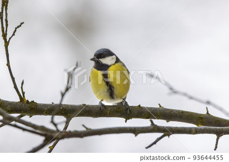 Great tit near National park Podyji, Southern Moravia, Czech Republic Great tit near National park Podyji, Southern Moravia, Czech Republic 93644455