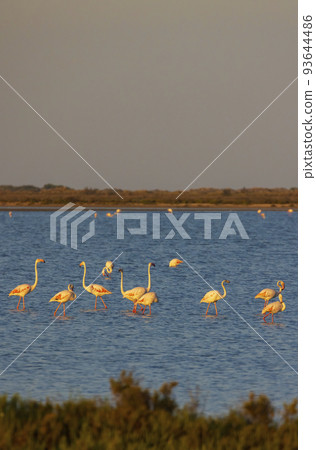 Flamingo in Parc Naturel regional de Camargue, Provence, France 93644486