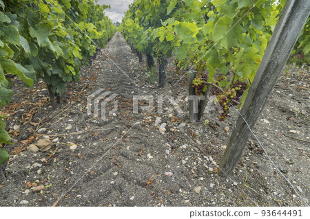 Typical vineyards near Saint-Julien-Beychevelle, Bordeaux, Aquitaine, France 93644491