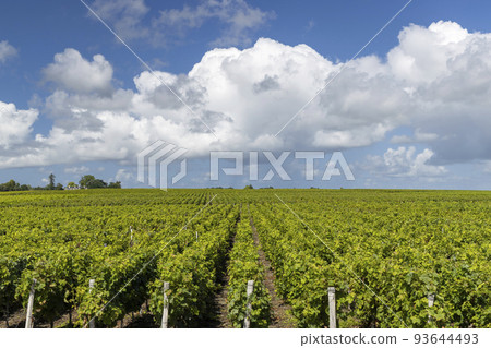 Typical vineyards near Saint-Estephe, Bordeaux, Aquitaine, France Typical vineyards near Saint-Estephe, Bordeaux, Aquitaine, France 93644493