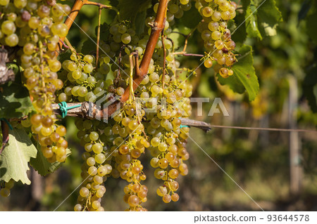 Grapes Harslevelu in Tokaj region, Unesco site, Great Plain, Hungary Grapes Harslevelu in Tokaj region, Unesco site, Great Plain, Hungary 93644578