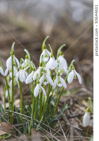 Snowdrops, Podyji, Southern Moravia, Czech Republic 93644601