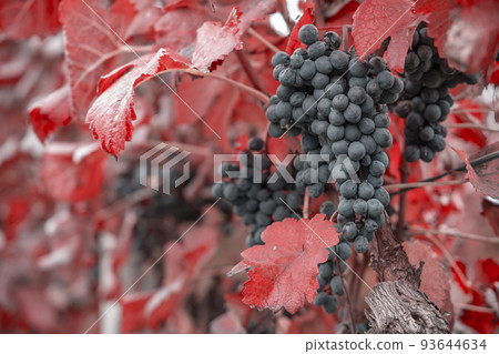 Blue grapes Alibernet in autumn vineyard, Southern Moravia, Czech Republic Blue grapes Alibernet in autumn vineyard, Southern Moravia, Czech Republic 93644634