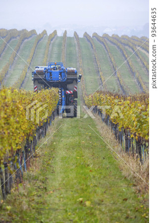 harvesting grapes with a combine harvester, Southern Moravia, Czech Republic harvesting grapes with a combine harvester, Southern Moravia, Czech Republic 93644635