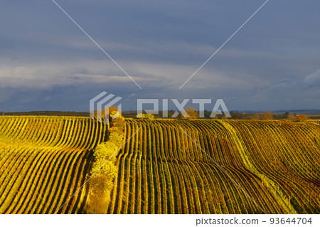 Autumn vineyard near Cejkovice, Southern Moravia, Czech Republic Autumn vineyard near Cejkovice, Southern Moravia, Czech Republic 93644704