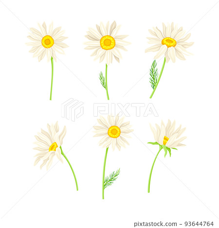 Common Daisy or Bellis Perennis on Stem with White Ray Florets and Yellow Disc Floret Vector Set Common Daisy or Bellis Perennis on Stem with White Ray Florets and Yellow Disc Floret Vector Set 93644764