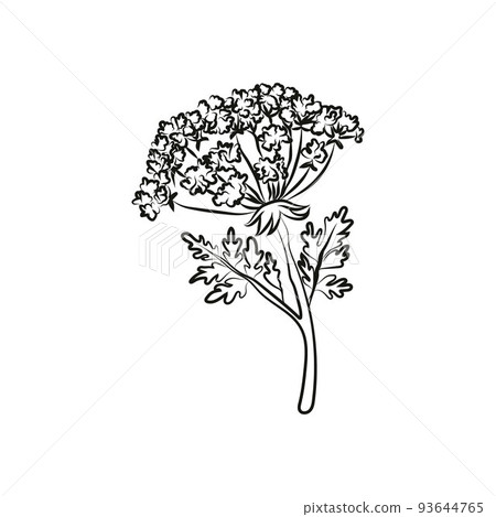 Flowers. Vector line hand drawn illustration Flowers. Vector line hand drawn illustration 93644765