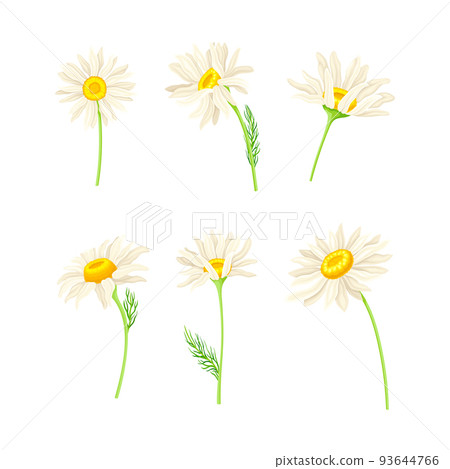 Common Daisy or Bellis Perennis on Stem with White Ray Florets and Yellow Disc Floret Vector Set 93644766