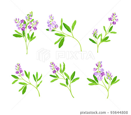 Alfalfa or Lucerne Healing Flower with Elongated Leaves and Clusters of Small Purple Flowers Vector Set 93644808