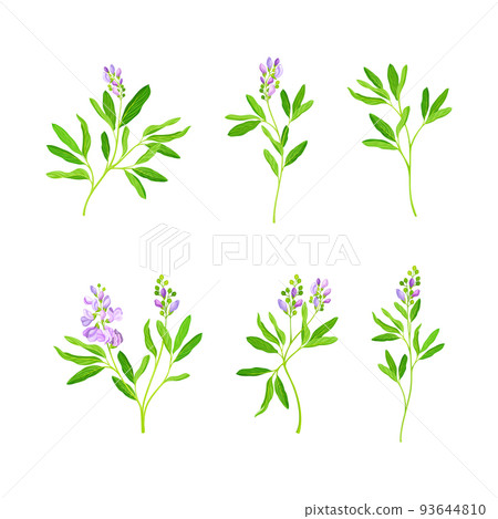 Alfalfa or Lucerne Healing Flower with Elongated Leaves and Clusters of Small Purple Flowers Vector Set 93644810