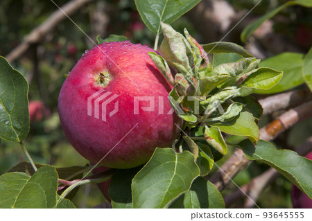 apple organic fruit in tree rain drops orchard harvest apple organic fruit in tree rain drops orchard harvest 93645555