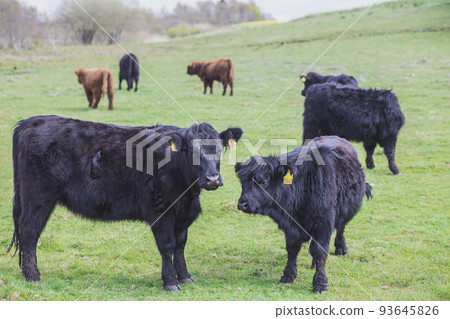 Beautiful long-haired cows graze on a pasture in Denmark Beautiful long-haired cows graze on a pasture in Denmark 93645826