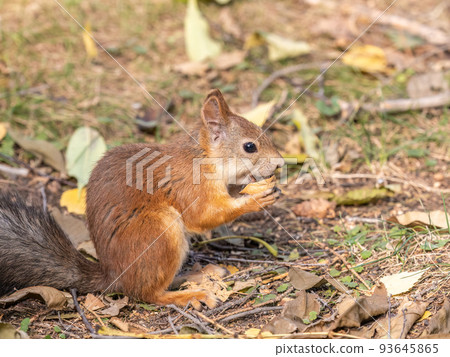 Autumn squirrel with nut sits on green grass with fallen yellow leaves 93645865