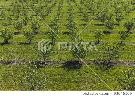 growing apples view from a quadcopter, orchard photo from height growing apples view from a quadcopter, orchard photo from height 93646109