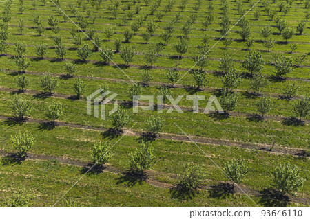 growing apples view from a quadcopter, orchard photo from height growing apples view from a quadcopter, orchard photo from height 93646110